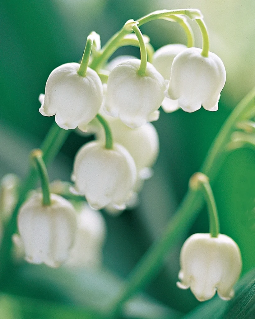 11 1050 08 copie 11 1050 08 copie